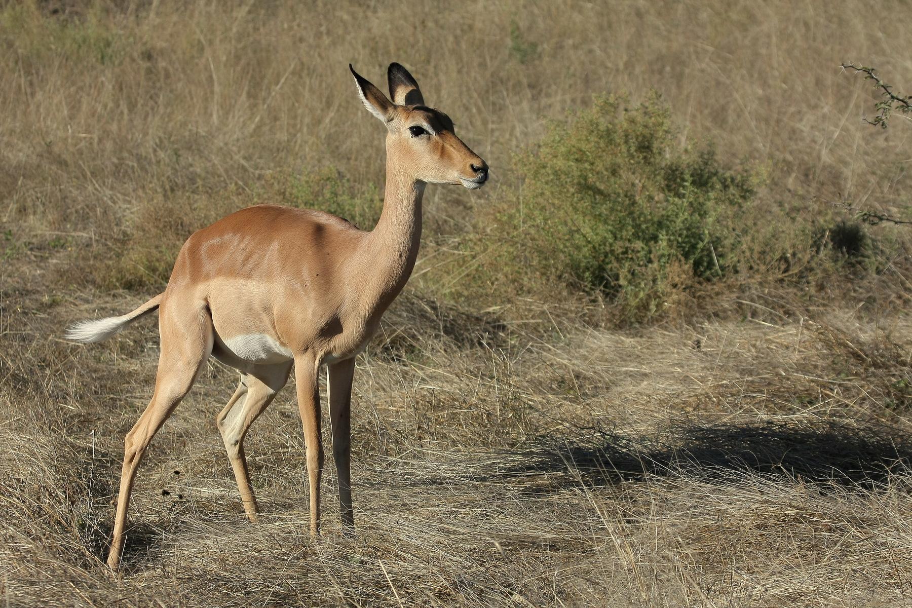 africa012