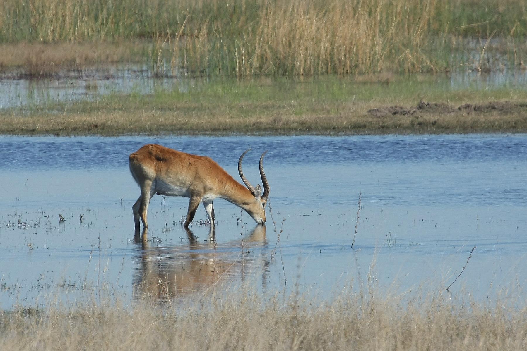 africa054