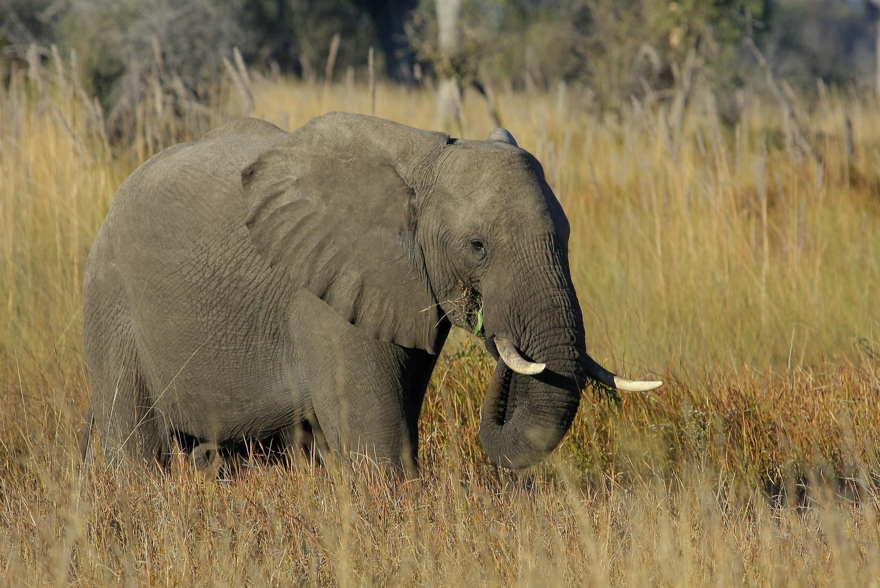 africa060