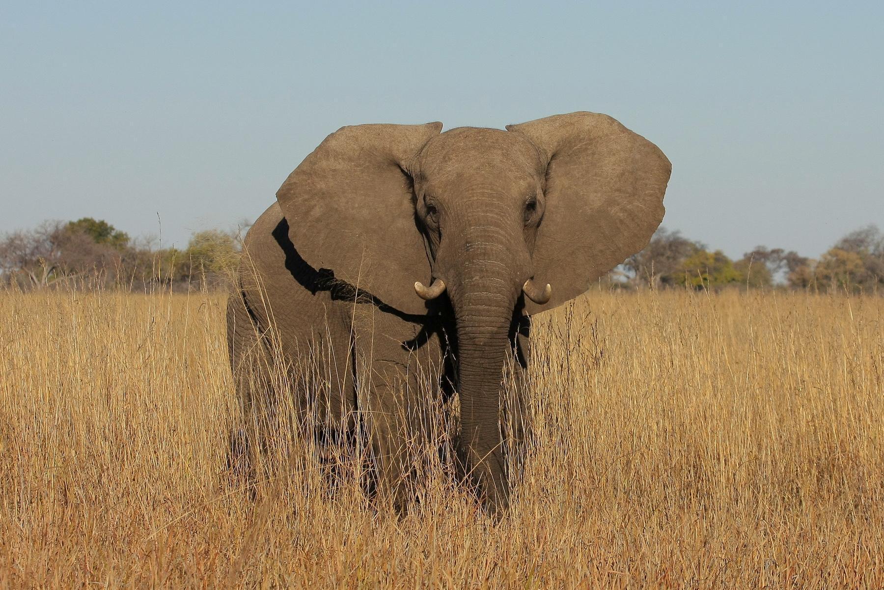 africa061