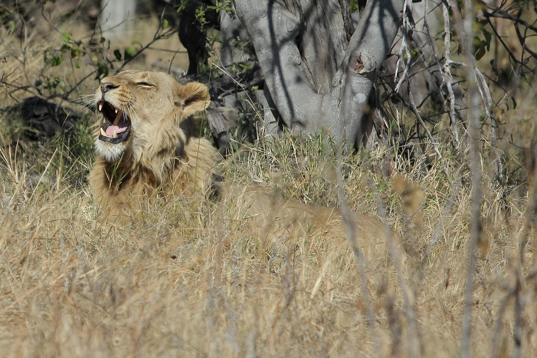 africa066