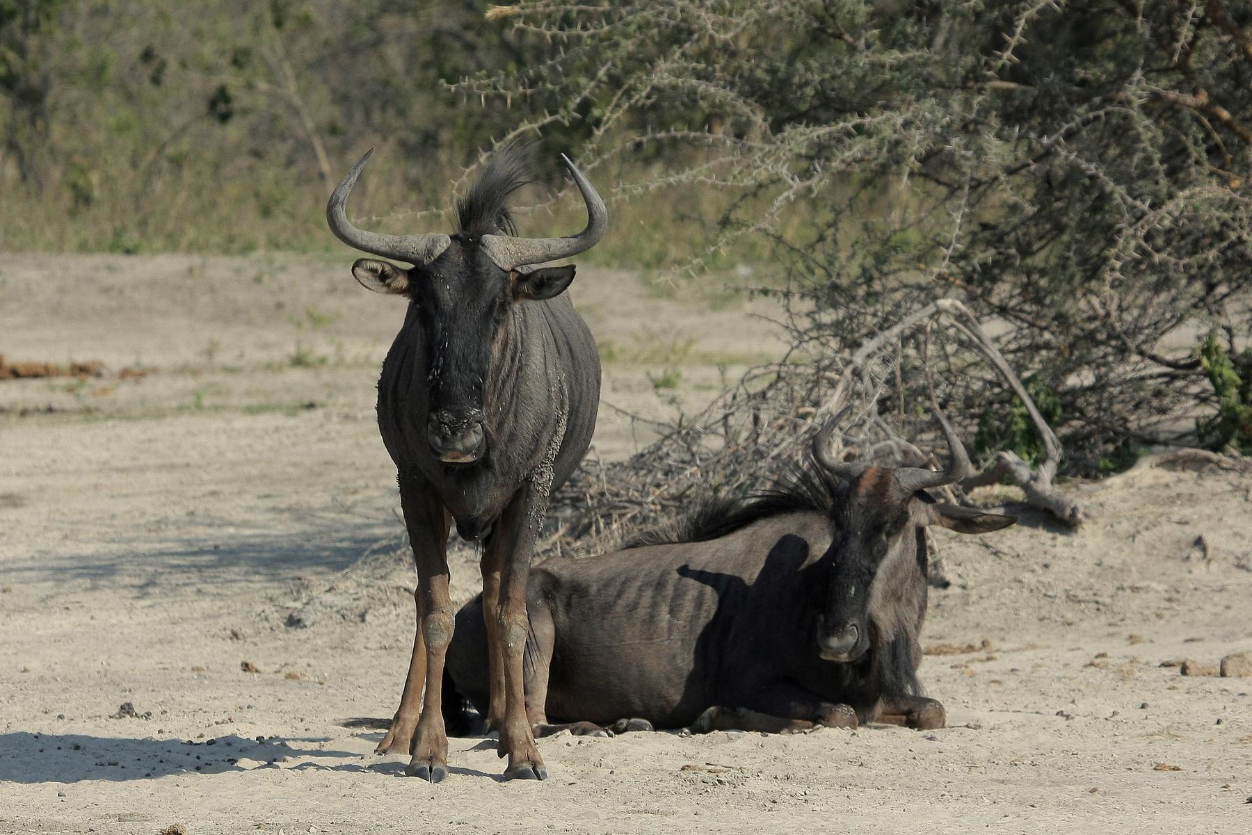 africa088