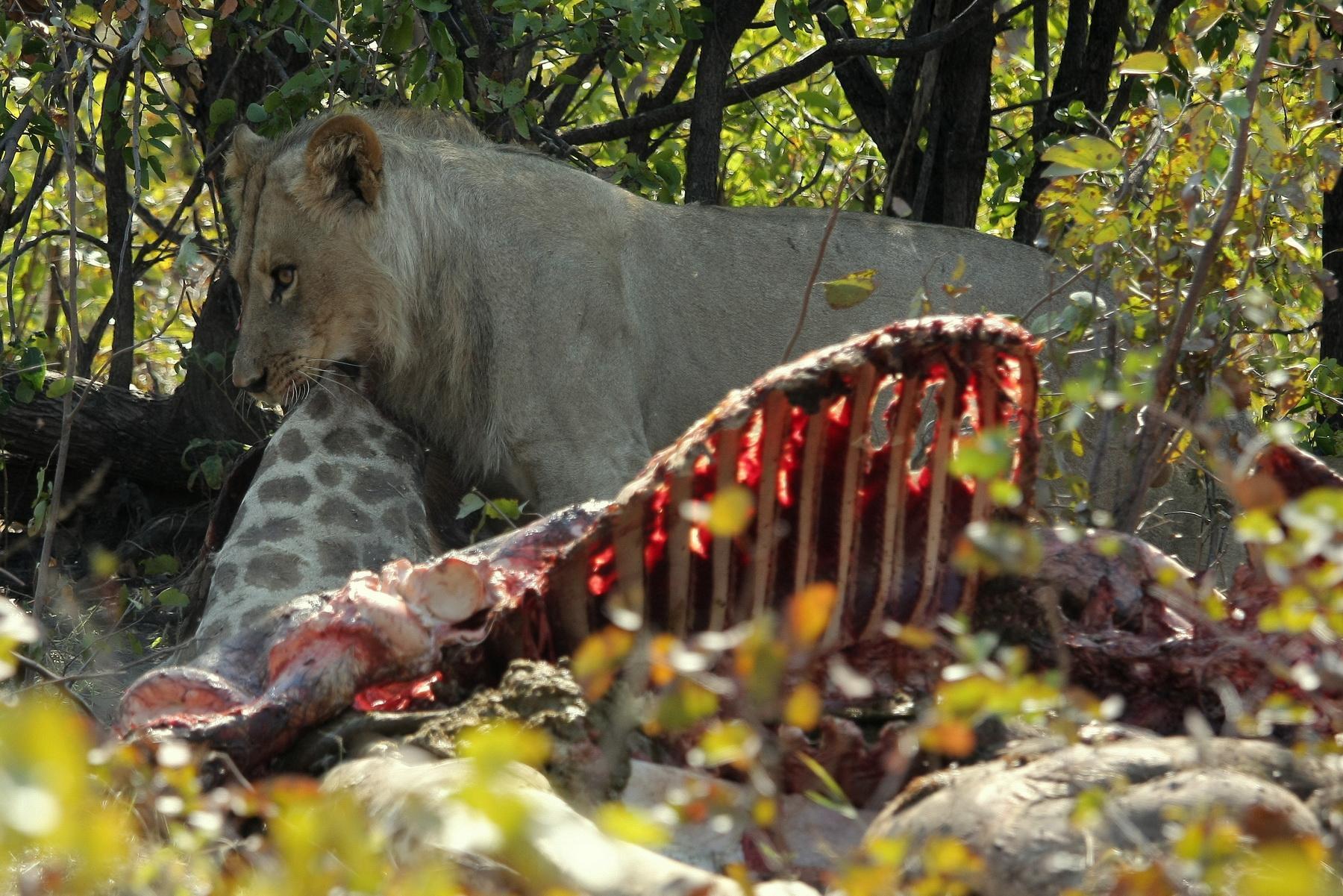 africa093
