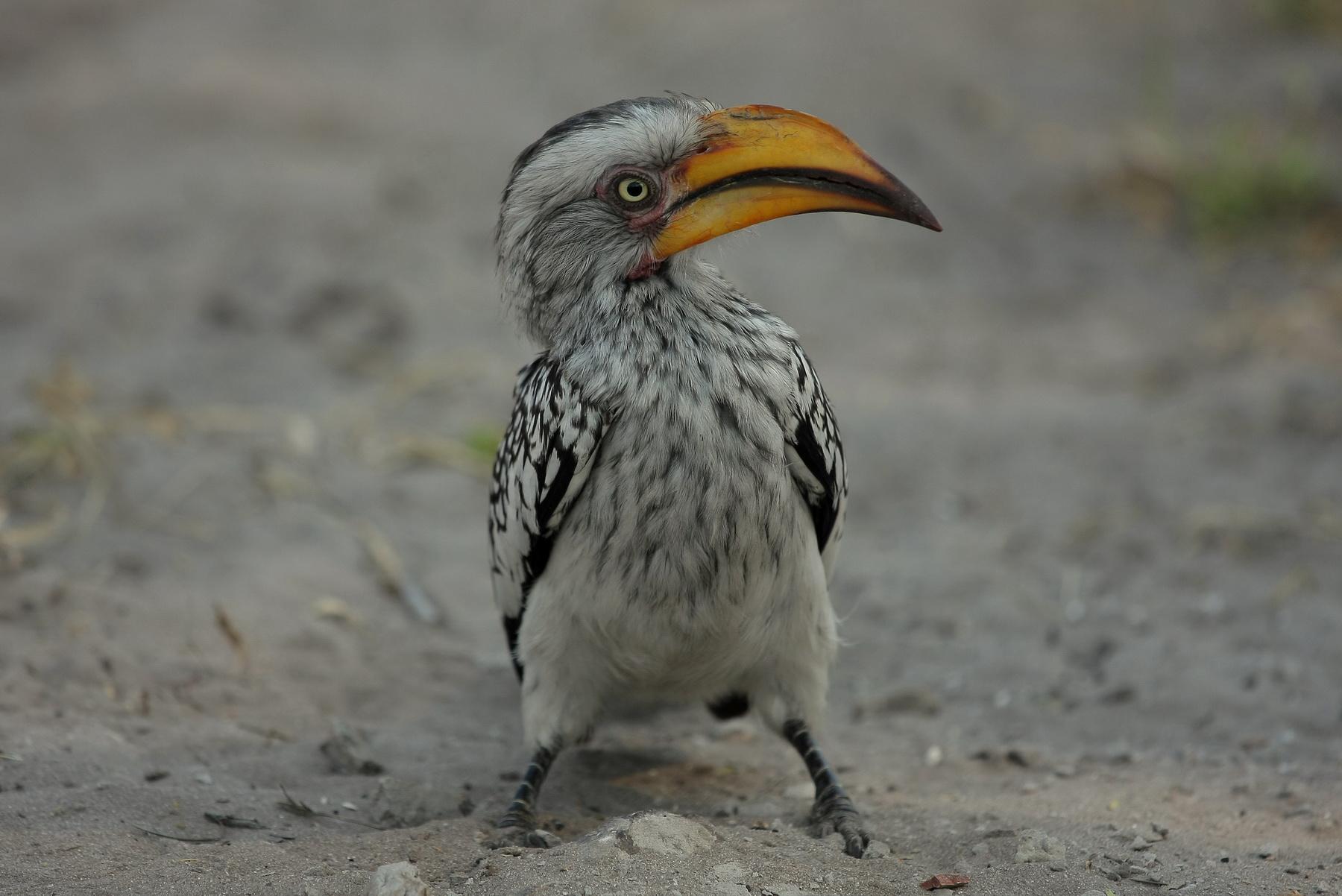 africa095