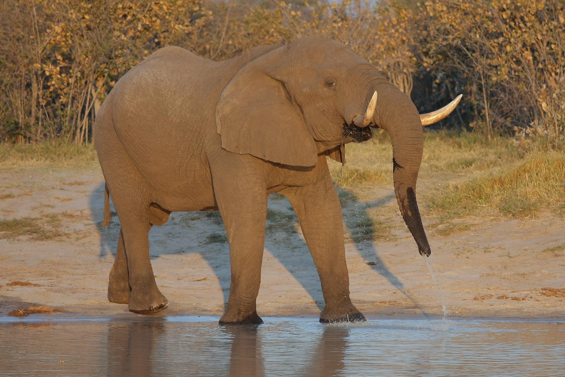 africa098
