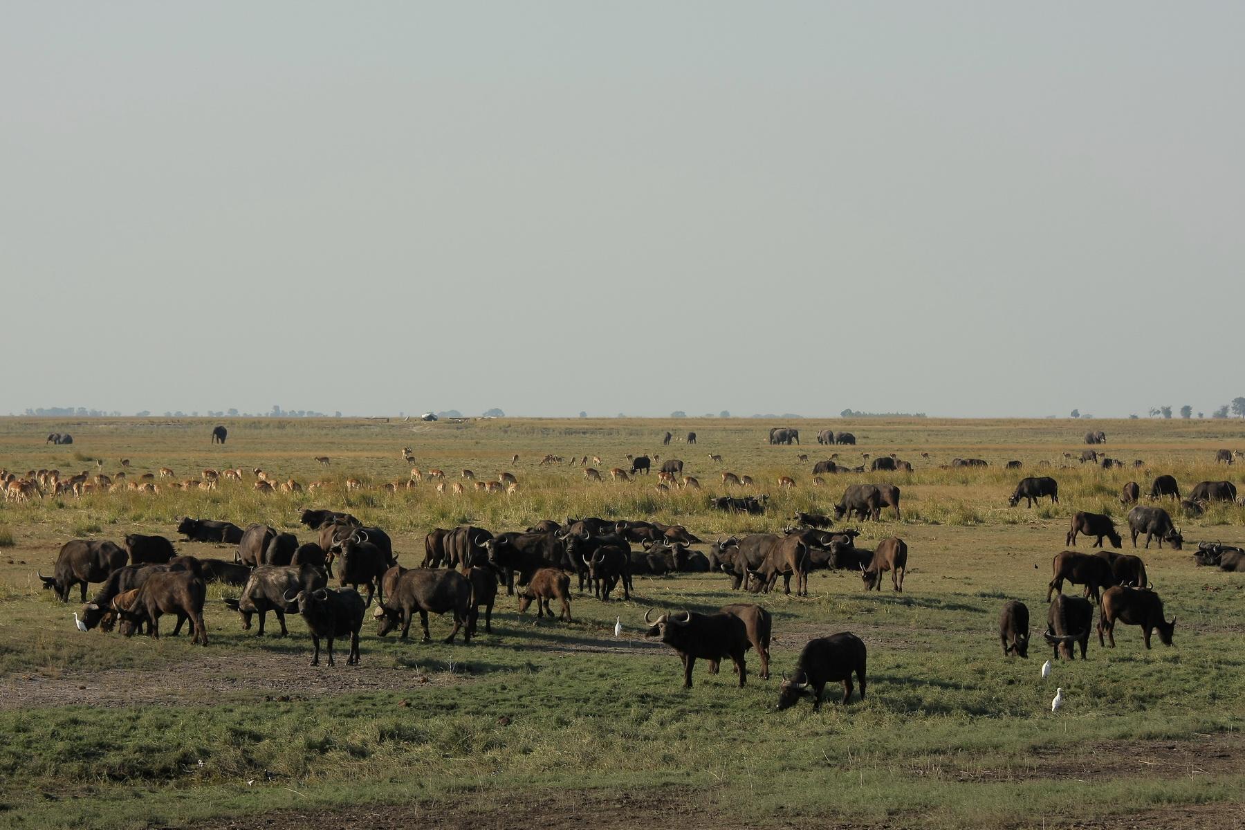 africa117