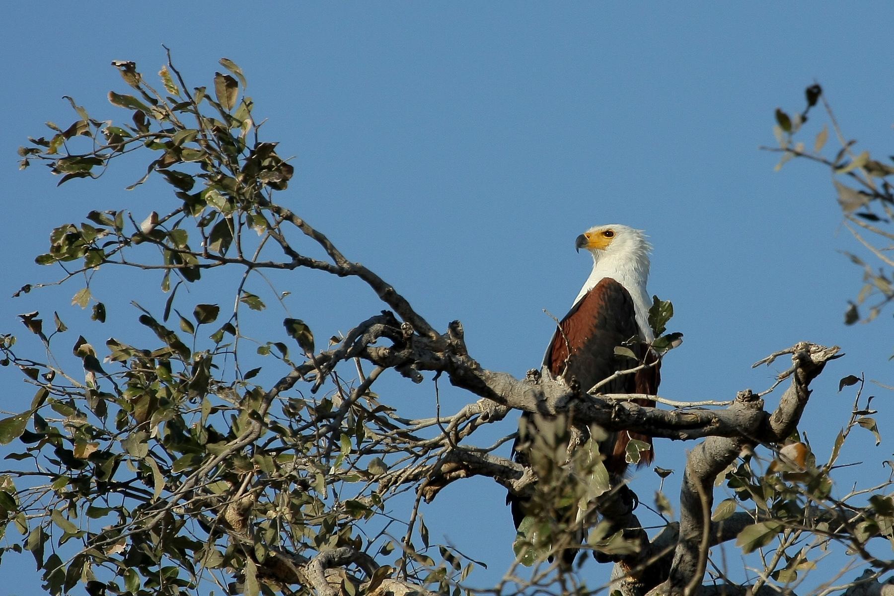 africa120