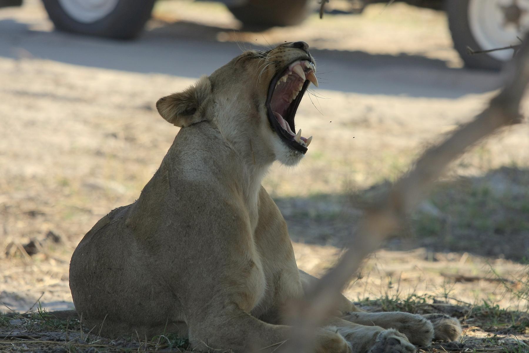 africa131