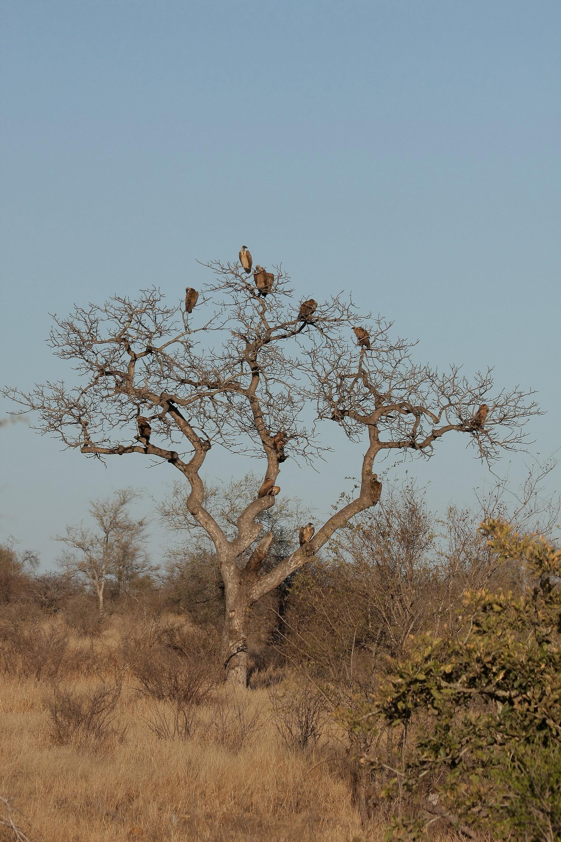 africa170