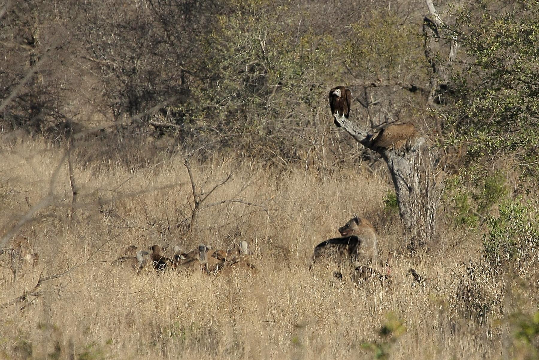 africa172