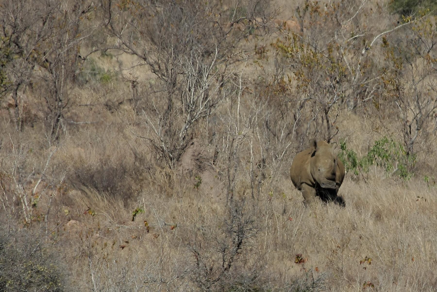 africa175
