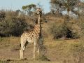 africa015