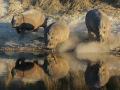 africa018