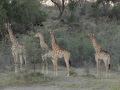 africa020