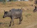 india0049