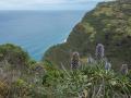 madeira009