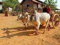 myanmar0077